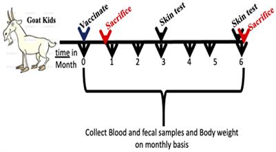 Characterization of early immune responses elicited by live and inactivated vaccines against Johne's disease in goats